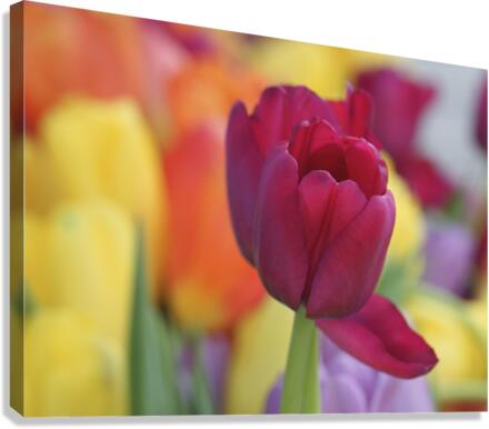 Colorful Canvas Print