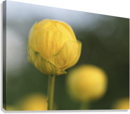Lollipop Canvas Print