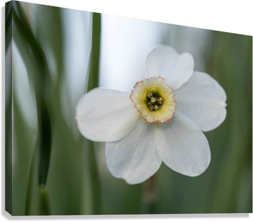 New Beginnings Canvas Print