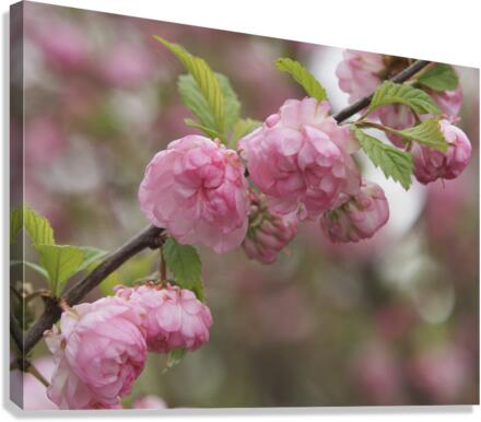 Pink Beauties Canvas Print