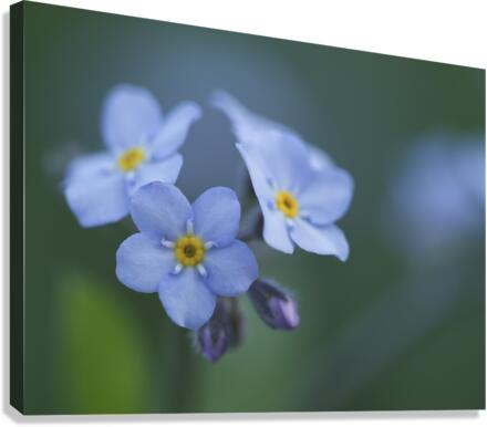 Ladies In Blue Canvas Print