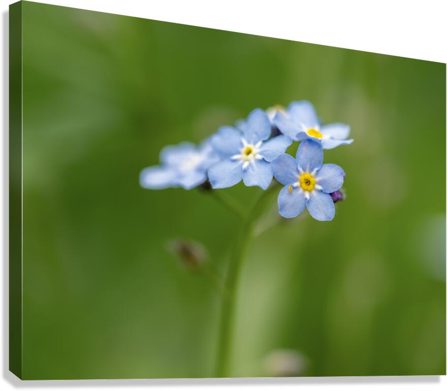 Small World Canvas Print