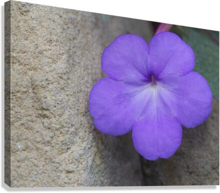 Magic Flower Canvas Print