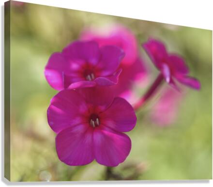 Summertime Canvas Print