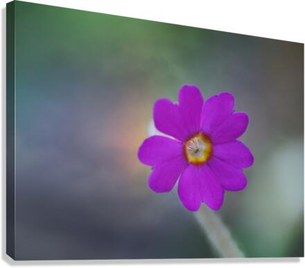 Delicate Beauty Canvas Print