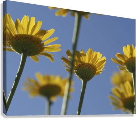 From Below Canvas Print
