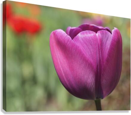 Big Purple Tulip Canvas Print