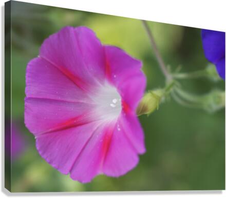 Pink Morning Glory Canvas Print