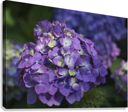 French Hydrangea Canvas Print