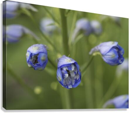 Blue Delphinium Buds Canvas Print