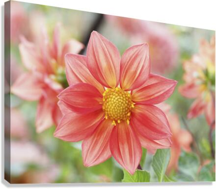 Dahlia Pinnata Canvas Print