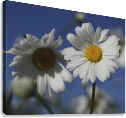 Early Morning Daisies Canvas Print