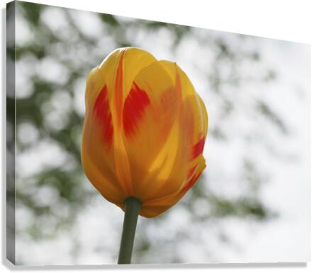 Red and Yellow Tulip Canvas Print