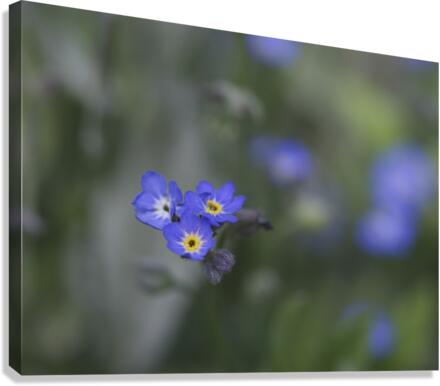 Myosotis Sylvatica Canvas Print