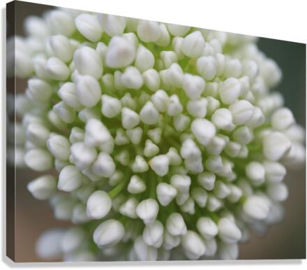 Another World Canvas Print