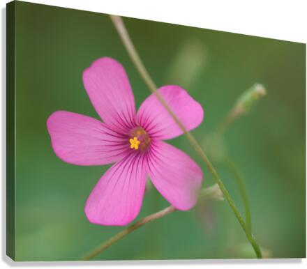 Pink Splash Canvas Print