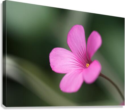 Splash Of Color Canvas Print