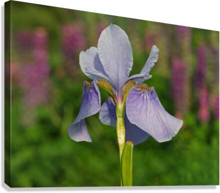 Violet Blue One Canvas Print