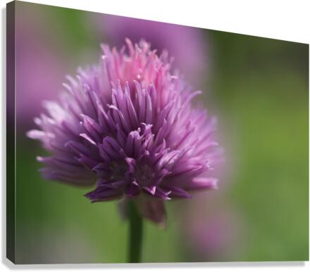 Chive Blossom Canvas Print