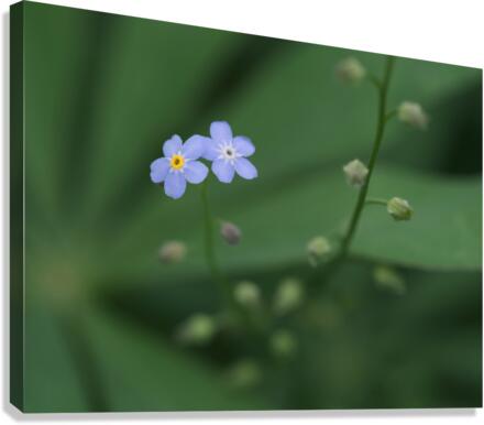 Small Universe Canvas Print