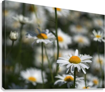 White Daisies Canvas Print