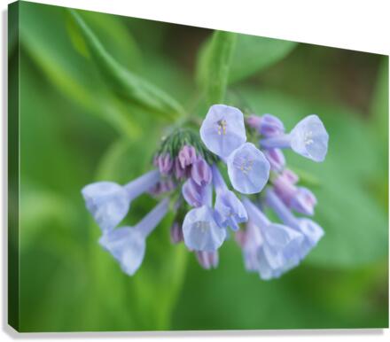Little Bells Canvas Print