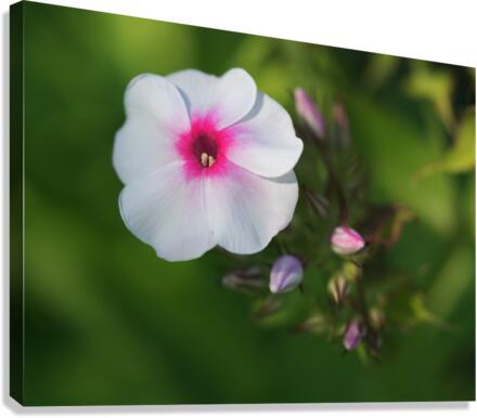 Bright Eyes Canvas Print