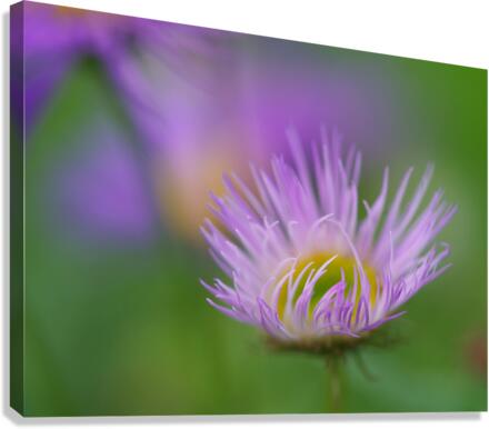 Day Dream Canvas Print