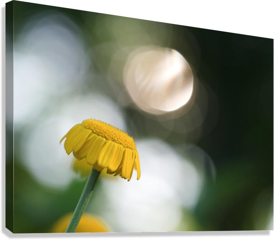 Life Is Strange Canvas Print