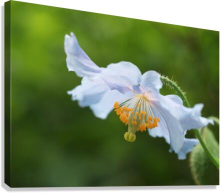 Himalayan Poppy Canvas Print