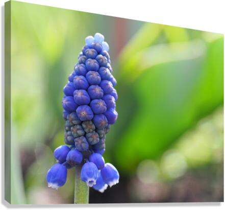 Muscari Canvas Print