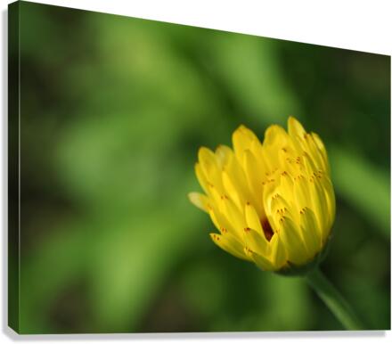 Yellow Bud Canvas Print