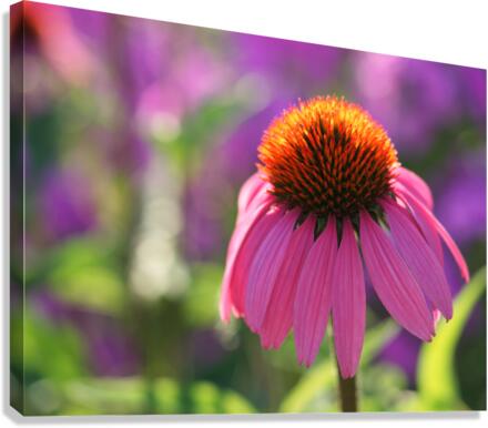 Purple Coneflower Canvas Print