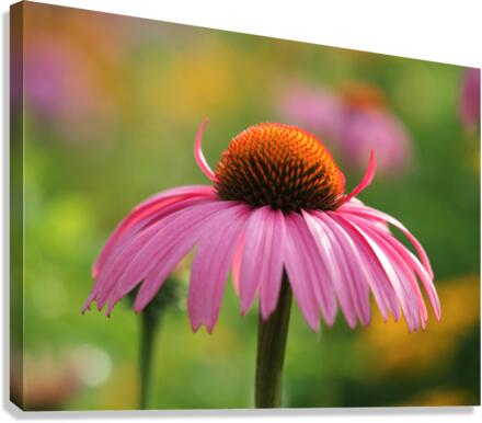 Little Devil Canvas Print