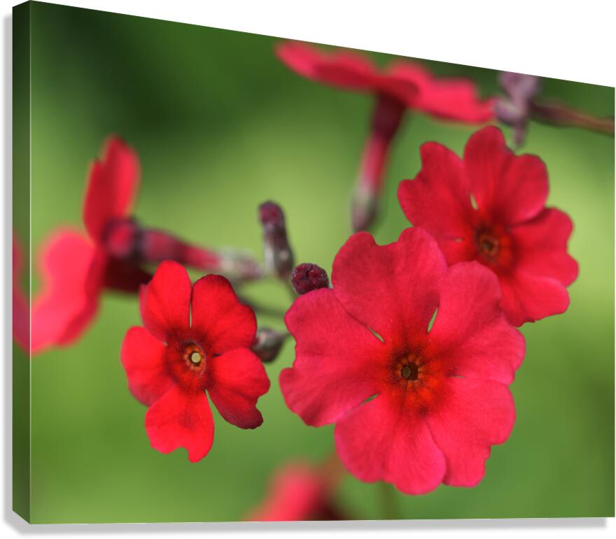 Japanese Primrose Canvas Print