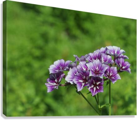 Phlox Bouquet Canvas Print