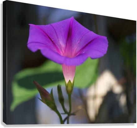 Shine Bright Canvas Print