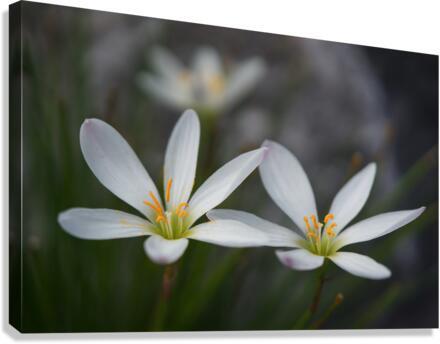 Swamp Lily Canvas Print
