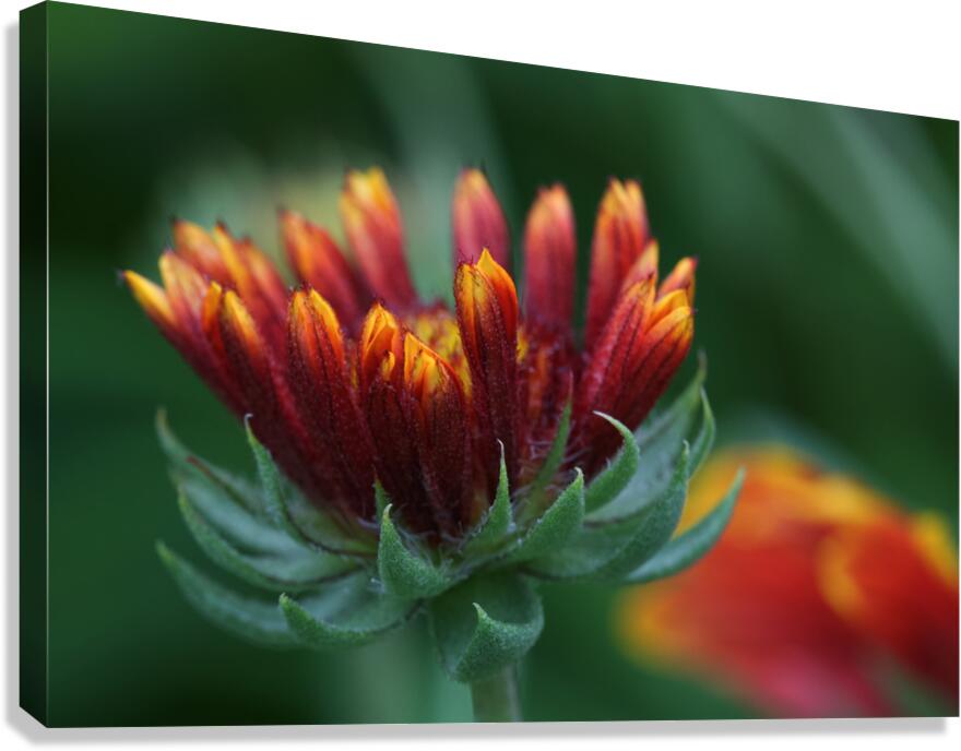 Firewheel Canvas Print