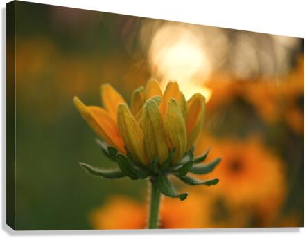 Another Day Canvas Print