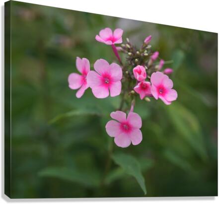 Morning Beauties Canvas Print