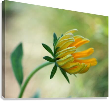 This Way Canvas Print