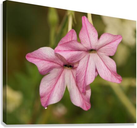 Pink Stars Canvas Print
