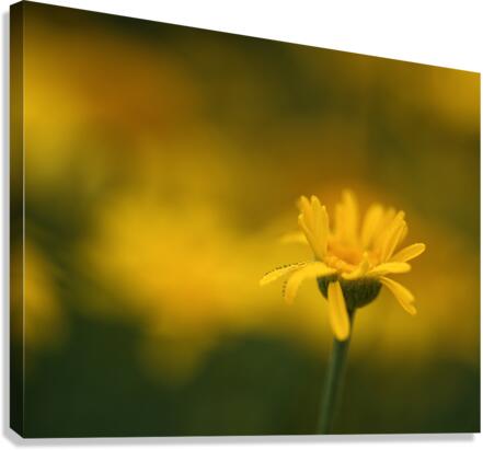 Fragile Beauty Canvas Print