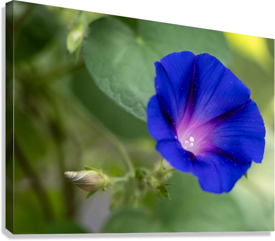 Purple Morning Glory with bud Canvas Print