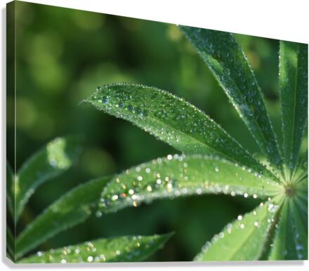 Droplets Canvas Print