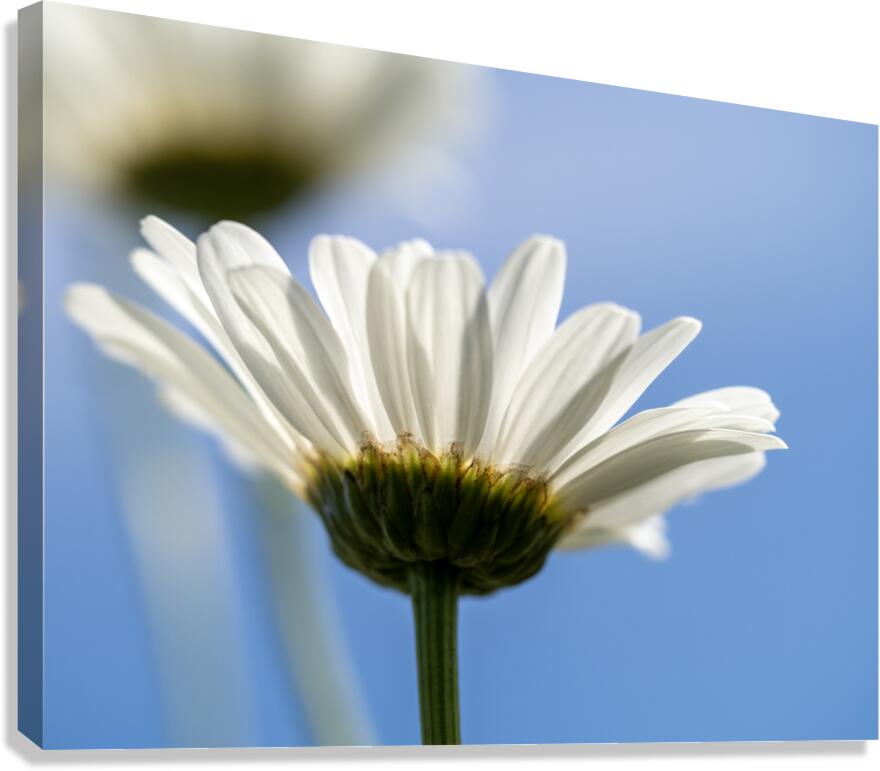 Oxeye Daisies Canvas Print