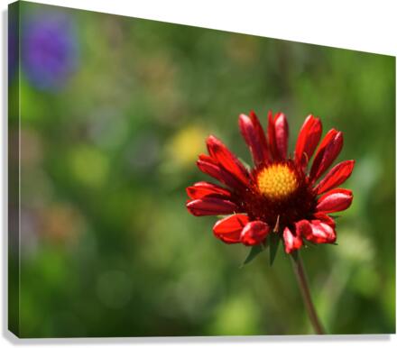 Dazzler Canvas Print