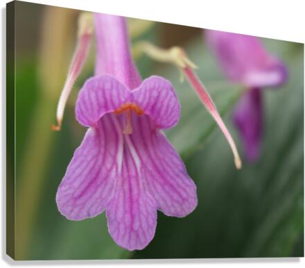 Dear Little One Canvas Print