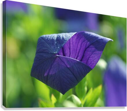 Coin coin Canvas Print